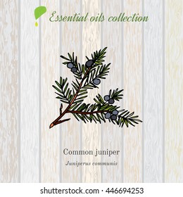 Juniper, essential oil label, aromatic plant. Vector illustration
