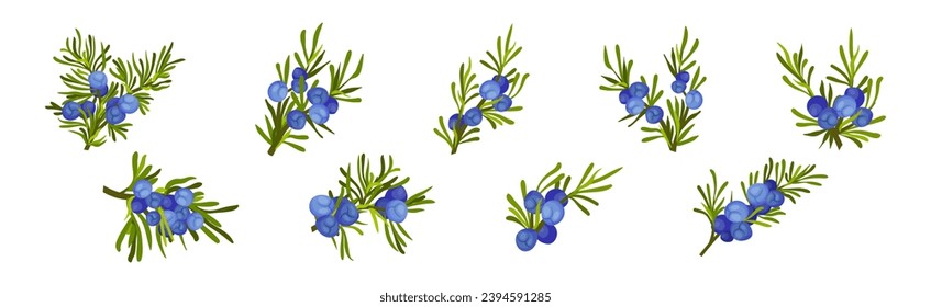 Juniper Evergreen Berry Branch with Green Needles Vector Set