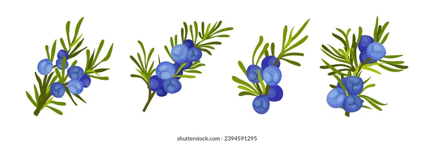Juniper Evergreen Berry Branch with Green Needles Vector Set