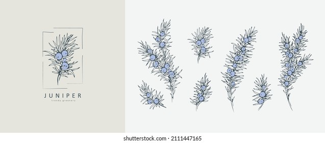 Juniper Floral logo and branch set. Hand drawn line winter wedding herb, elegant leaves for invitation save the date card