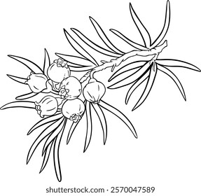 juniper flowers branch outline illustration