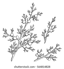 Juniper graphic black white isolated sketch illustration vector