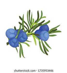 Juniper Green Zweig mit Nadel wie Leaves und blauer Aromatikansaat kones Vector Illustration