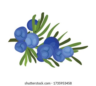 Juniper Green Zweig mit Nadel wie Leaves und blauer Aromatikansaat kones Vector Illustration