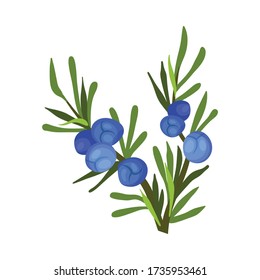 Juniper Green Branch with Needle Like Leaves and Blue Aromatic Seed Cones Vector Illustration
