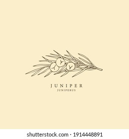 Juniper illustration. Hand drawn sketch illustration