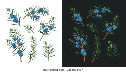 Juniper illustrations. Set of vector objects isolated on white background. Floral elements for design. Herbal plants. 