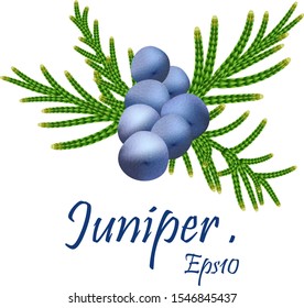 Juniper . Isolated template with berry on branch. Beauty and spa, cosmetic ingredient. Great for label, packaging design