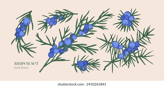 Juniper plant, branches, berries and needles. Juniperus set. Vintage botanical drawing, coniferous herb with fruits cluster. Retro realistic detailed hand-drawn isolated vector illustrations