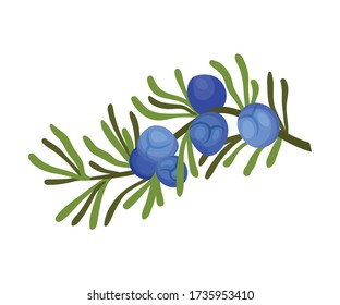 Juniper Plant with Needle Like Leaves and Blue Aromatic Seed Cones Vector Illustration