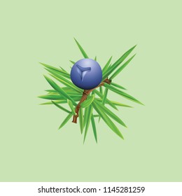 Juniper realistic vector illustration. Isolated drawing of berry on branch.