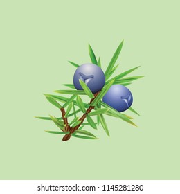 Juniper realistic vector illustration. Isolated drawing of berry on branch.