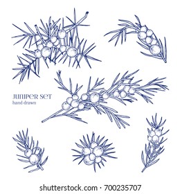 Juniper set. Detailed hand drawn branches with berries. Black and white hand drawn illustrations.