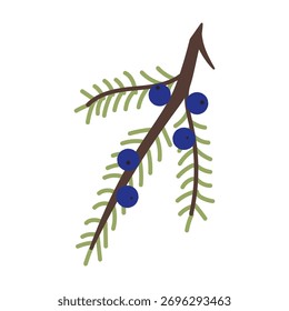 Primavera de enebro con bayas sobre un fondo blanco. Ilustración vectorial.