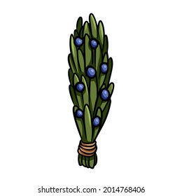 Juniper stick hand drawn smudge doodle. Vector isolated cartoon sage herb bundle image. Smoking cleansing magical wiccan indigenous item
