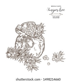 Juniper tree branch. Berries of Juniper in flax bag. Hand drawn medical plants. Vector illustration botanical. Engraving style.
