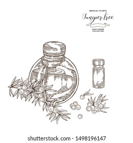 Juniper tree branch. Berries of Juniper and glass bottle. Hand drawn medical plants. Vector illustration botanical. Engraving style.
