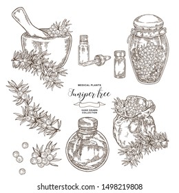 Juniper tree branch. Berries of Juniper with glass bottles and jars. Hand drawn medical plants. Vector illustration botanical. Engraving style.