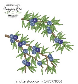 Juniper tree branch. Colorful berries ans leaves of Juniper. Hand drawn medicall plants. Vector illustration botanical. Engraving style.
