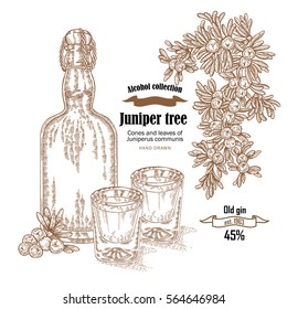 Juniper tree and old bottle gin vector illustration. Cones ans berries of Juniperus communis. Hand drawn alcohol set in sketch style
