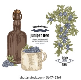 Juniper tree and old bottle gin vector illustration. Cones ans berries of Juniperus communis. Hand drawn alcohol drinks set