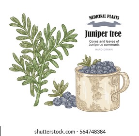 Juniper tree and rosemary vector illustration. Cones ans leaves of Juniperus communis. Hand drawn medicinal plants and herbs