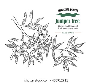 Juniper tree vector illustration. Cones ans leaves of Juniperus communis. Hand drawn medicinal plants in sketch style