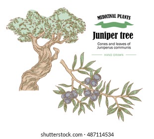 Juniper tree vector illustration. Cones ans leaves of Juniperus communis. Hand drawn medicinal plants in sketch style