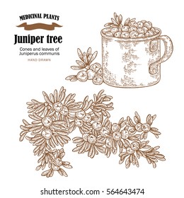 Juniper tree vector illustration. Cones ans leaves of Juniperus communis. Hand drawn medicinal plants in sketch style