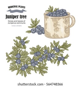 Juniper tree vector illustration. Cones ans leaves of Juniperus communis. Hand drawn medicinal plants and herbs
