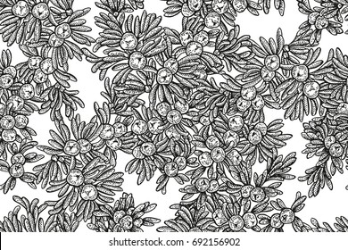 Juniper tree vector seamless pattern. Hand drawn illustration branch with berries on white background.