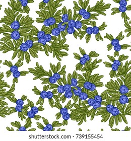Juniper tree vector seamless pattern. Hand drawn illustration branch of Juniperus communis.