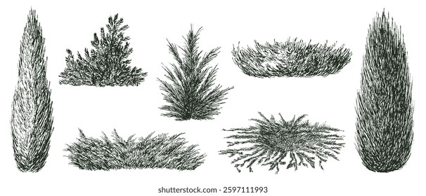 Juniper trees and bush in hand drawn engraving sketch style. Set of pen and ink evergreen decorative garden plants. Vintage monochrome vector illustration.