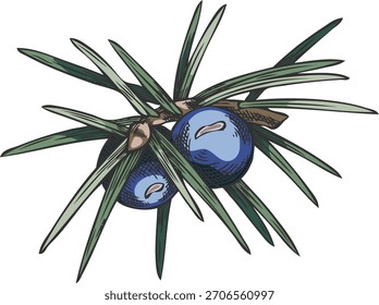 Galho de zimbro com bagas azuis vetor mão desenhada ilustração. Desenho de esboço botânico de coníferas. Perene arbusto de conífera planta galho, cheiro de floresta lenhosa. Decoração de Natal de inverno