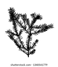 Juniper twig silhouette isolated on white background. Black and white twig silhouette. Black branch silhouette on white surface. Herbarium with dry pressed plants on white background. 