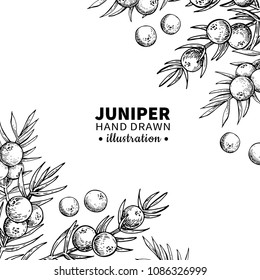 Juniper vector drawing frame. Isolated vintage  template of berry on branch. Organic essential oil engraved style sketch. Beauty and spa, cosmetic ingredient. Great for label, packaging design.