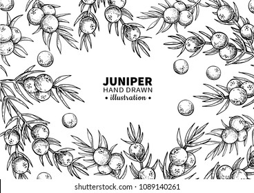 Juniper vector drawing frame. Isolated vintage  template of berry on branch. Organic essential oil engraved style sketch. Beauty and spa, cosmetic ingredient. Great for label, packaging design. svg