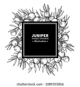 Juniper vector drawing frame. Isolated vintage  template of berry on branch. Organic essential oil engraved style sketch. Beauty and spa, cosmetic ingredient. Great for label, packaging design.