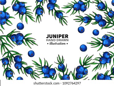 Juniper vector drawing frame. Isolated template with berry on branch. Organic essential oil artistic style sketch. Beauty and spa, cosmetic ingredient. Great for label, packaging design.