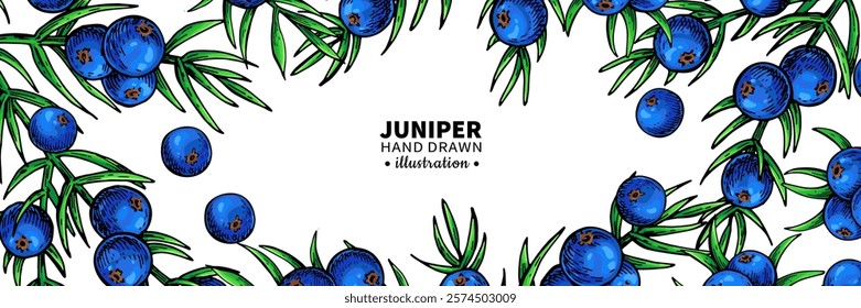 Juniper vector drawing frame. Isolated vintage template of berry on branch. Organic essential oil engraved style sketch. Beauty and spa, cosmetic ingredient. Great for label, packaging design.