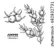 juniper vector