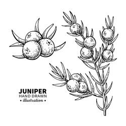 Juniper Vector Drawing. Isolated Vintage  Illustration Of Berry On Branch. Organic Essential Oil Engraved Style Sketch. Beauty And Spa, Cosmetic Ingredient. Great For Label, Poster, Flyer, Packaging D