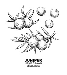 Juniper Vector Drawing. Isolated Vintage  Illustration Of Berry On Branch. Organic Essential Oil Engraved Style Sketch. Beauty And Spa, Cosmetic Ingredient. Great For Label, Poster, Packaging Design.