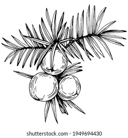 Dibujo vector Juniper. Ilustración vintage aislada de berry en rama. Esbozo de estilo de aceite esencial orgánico grabado. Belleza y spa, ingrediente cosmético. Ideal para etiquetas, afiches, volantes, embalaje