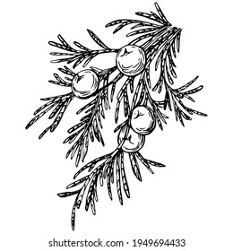 Juniper vector drawing. Isolated vintage illustration of berry on branch. Organic essential oil engraved style sketch. Beauty and spa, cosmetic ingredient. Great for label, poster, flyer, packaging
