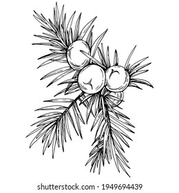 Juniper vector drawing. Isolated vintage illustration of berry on branch. Organic essential oil engraved style sketch. Beauty and spa, cosmetic ingredient. Great for label, poster, flyer, packaging