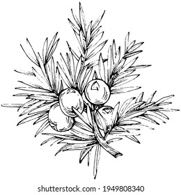 Dibujo vector Juniper. Ilustración vintage aislada de berry en rama. Esbozo de estilo de aceite esencial orgánico grabado. Belleza y spa, ingrediente cosmético. Ideal para etiquetas, afiches, volantes, embalaje