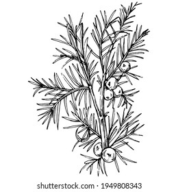 Junioren-Vektorgrafik. Einzige Vintage-Illustration von Beeren auf Ast. Bio-ätherische Ölen-Gravur-Skizze. Schönheit und Spa, Kosmetikartikel. Ideal für Etiketten, Plakate, Flyer, Verpackungen