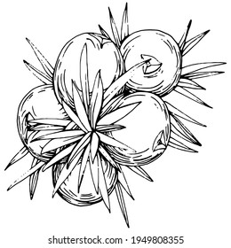 Dibujo vector Juniper. Ilustración vintage aislada de berry en rama. Esbozo de estilo de aceite esencial orgánico grabado. Belleza y spa, ingrediente cosmético. Ideal para etiquetas, afiches, volantes, embalaje