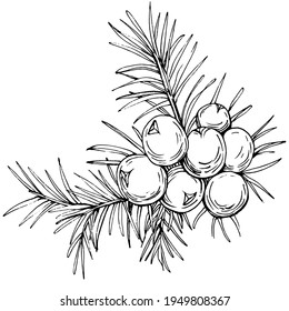 Juniper vector drawing. Isolated vintage illustration of berry on branch. Organic essential oil engraved style sketch. Beauty and spa, cosmetic ingredient. Great for label, poster, flyer, packaging
